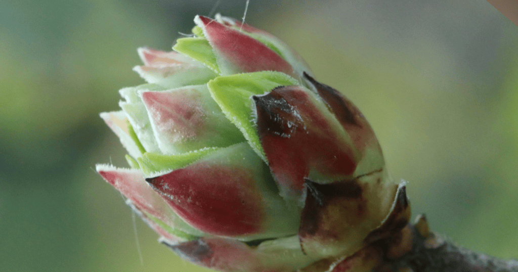 chestnut bud