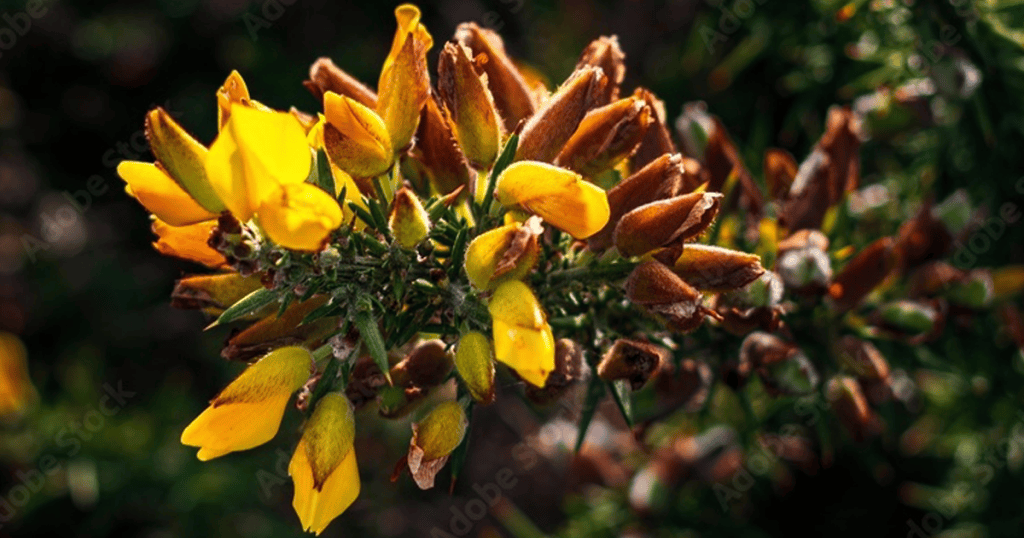 Gorse
