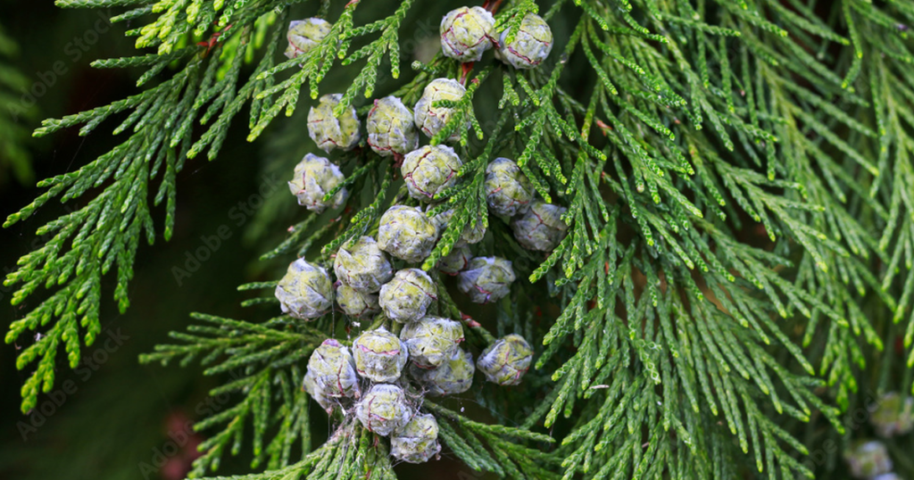 pine